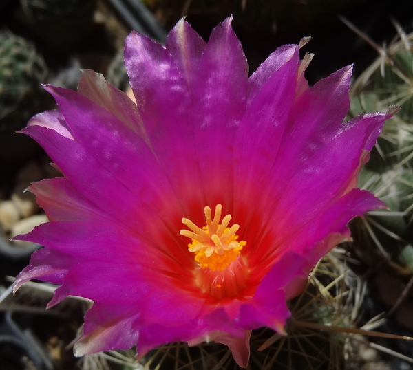 DSC01983Thelocactus bicolor bolasis