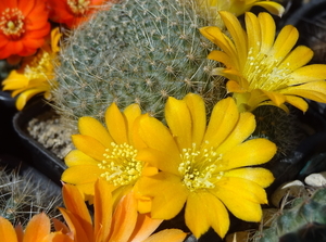 DSC01993Rebutia marsoneri