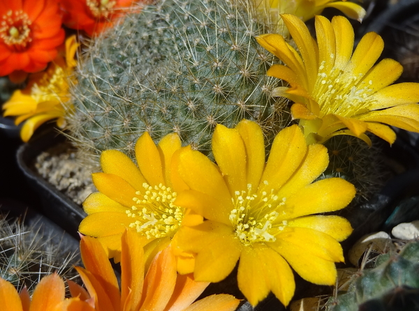 DSC01993Rebutia marsoneri