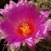 DSC02016Thelocactus bicolor bolasis