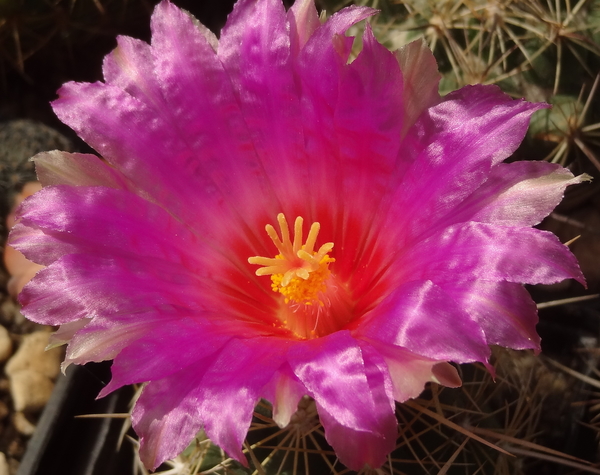 DSC02016Thelocactus bicolor bolasis