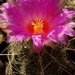 DSC02015Thelocactus bicolor bolasis