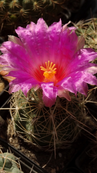 DSC02015Thelocactus bicolor bolasis