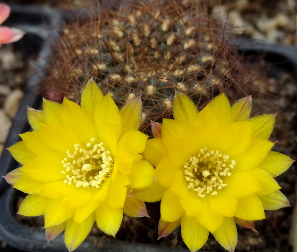 DSC02047Sulcorebutia vargasii LH1529