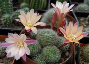 DSC02057Rebutia heliosa x albiflora