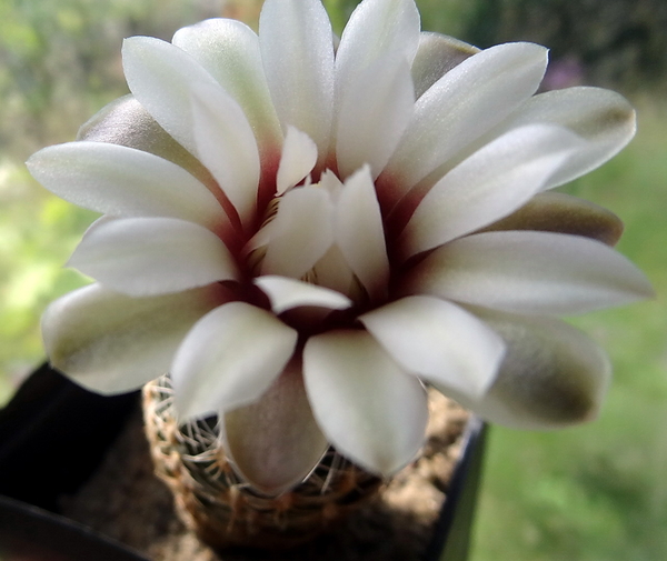 DSC03412Gymnocalycium papschii