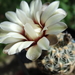 DSC03413Gymnocalycium papschii