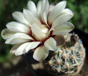 DSC03413Gymnocalycium papschii