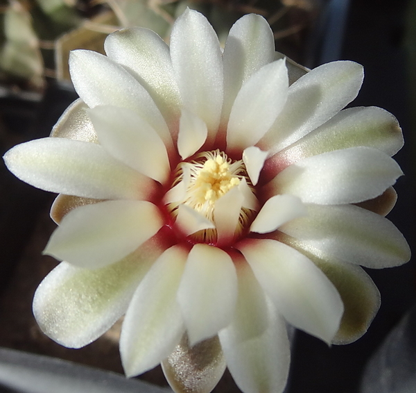 DSC03419Gymnocalycium papschii