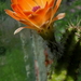 DSC03424