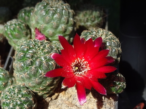 DSC03631Sulcorebutia pasopayana