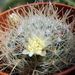 DSC03661Mammillaria puberula