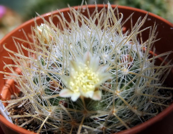 DSC03661Mammillaria puberula