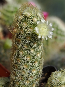 DSC03662Mammillaria elongata