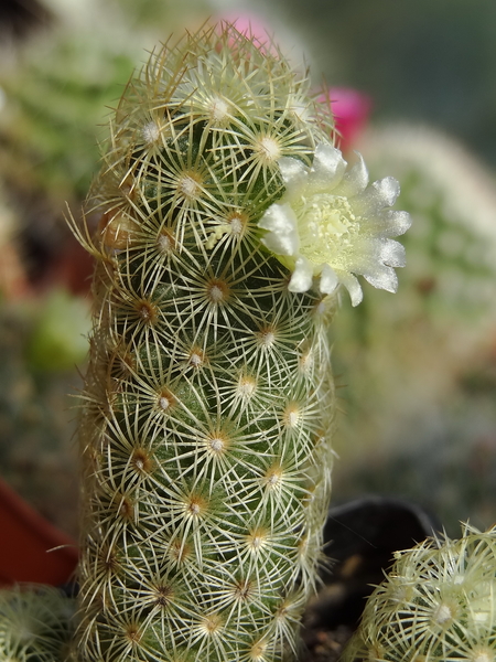 DSC03662Mammillaria elongata