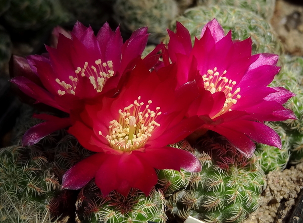 DSC03668Sulcorebutia mizquensis RF 192