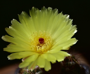 DSC_8937Notocactus ottonis