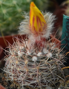 DSC_9111Parodia rubristaminea