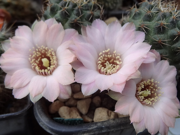 DSC02069Rebutia odehnallii SE109