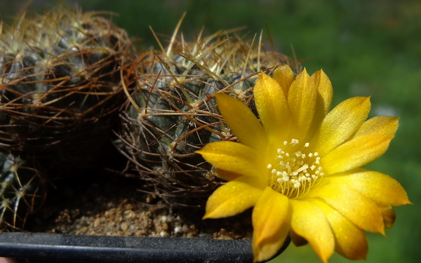 DSC02077Sulcorebutia kamiensis HS