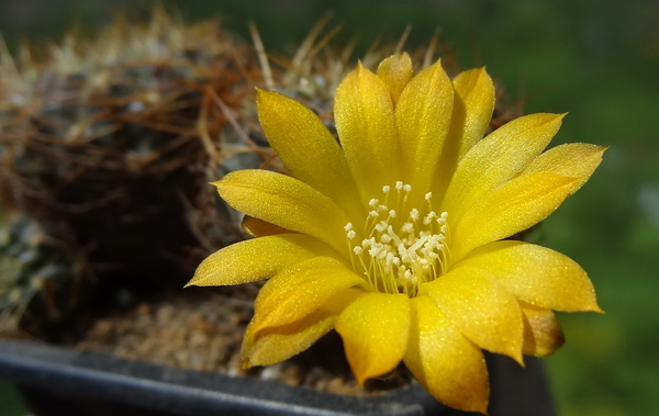 DSC02078Sulcorebutia kamiensis HS