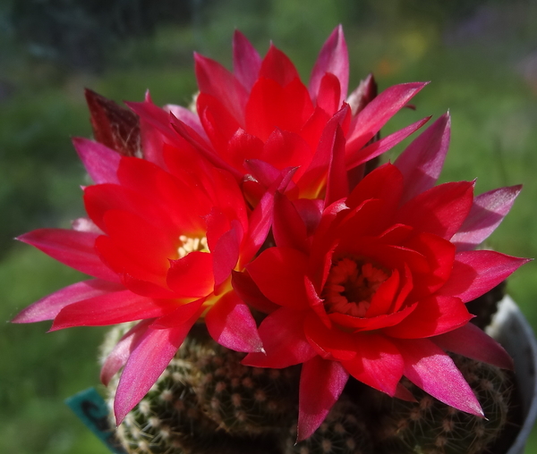 DSC02082Chamaecereus silvestrii cv. 'RAINBOW'