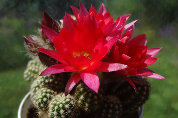 DSC02083Chamaecereus silvestrii cv. 'RAINBOW'