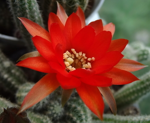 DSC02085Chamaecereus silvestrii