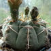 DSC02102Gymnocalycium vatteri WR 110