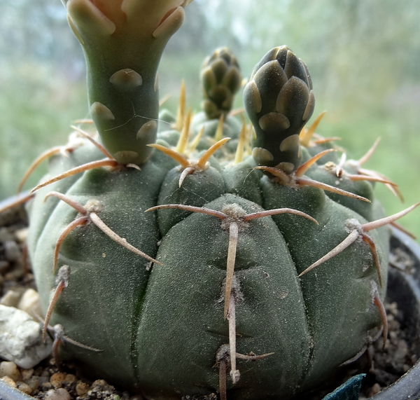 DSC02102Gymnocalycium vatteri WR 110