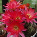 DSC02170Chamaecereus silvestrii cv. 'RAINBOW'