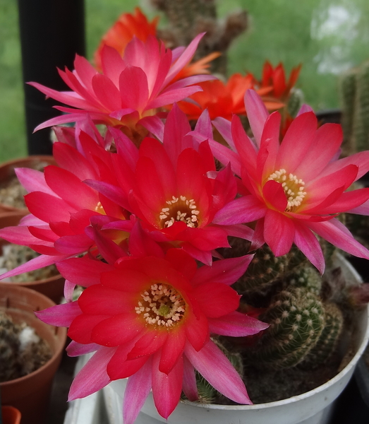 DSC02170Chamaecereus silvestrii cv. 'RAINBOW'