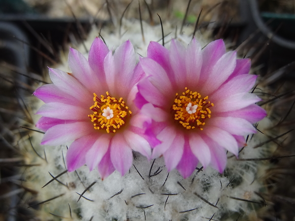 DSC02183Turbinicarpus roseiflorus