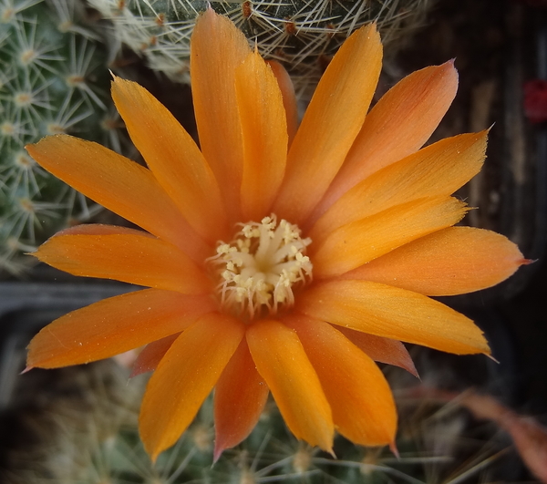 DSC02189Rebutia flavistyla FR 756