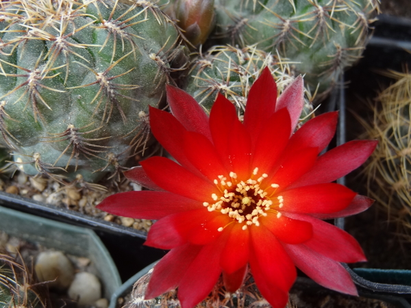 DSC02197Sulcorebutia canigueralii var. applanata PK 27