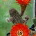 DSC02201Chamaecereus hybr. Lips