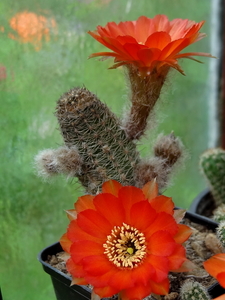 DSC02201Chamaecereus hybr. Lips