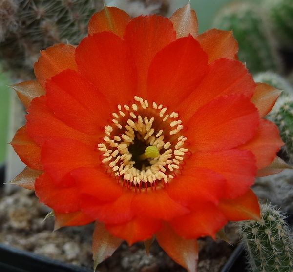 DSC02202Chamaecereus hybr. Lips