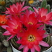 DSC02204Chamaecereus silvestrii cv. 'RAINBOW'