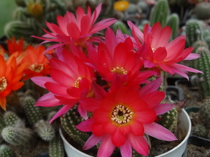 DSC02204Chamaecereus silvestrii cv. 'RAINBOW'