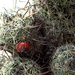 DSC02220Mammillaria blossfeldiana SB1487