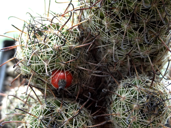 DSC02220Mammillaria blossfeldiana SB1487