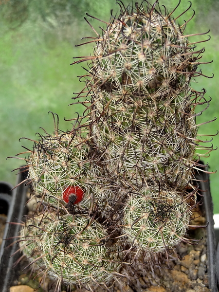 DSC02222Mammillaria blossfeldiana SB1487