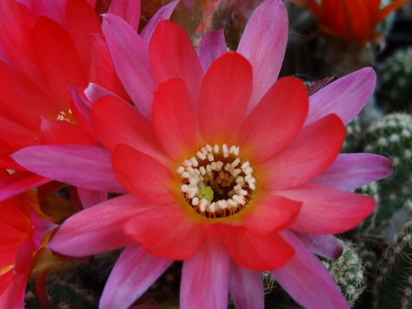 DSC02235Chamaecereus silvestrii cv. 'RAINBOW'