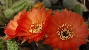 DSC02276Chamaecereus hybr. Otto Zitek