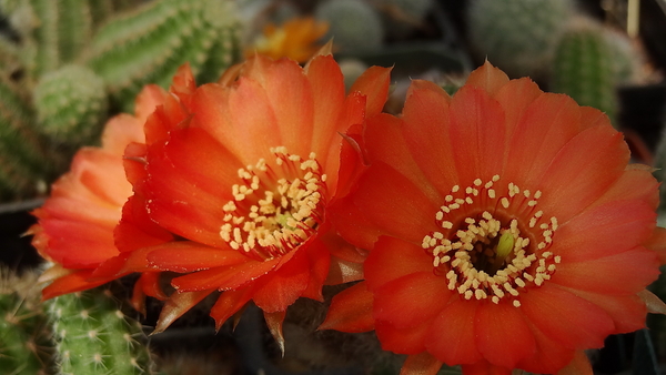 DSC02276Chamaecereus hybr. Otto Zitek