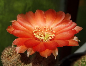 DSC02278Chamaecereus hybr. Lips