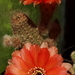 DSC02277Chamaecereus hybr. Lips