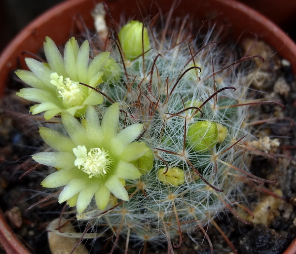 DSC02324Mammillaria bocasana ssp. kunzeana