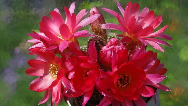 DSC02342Chamaecereus silvestrii cv. 'RAINBOW'